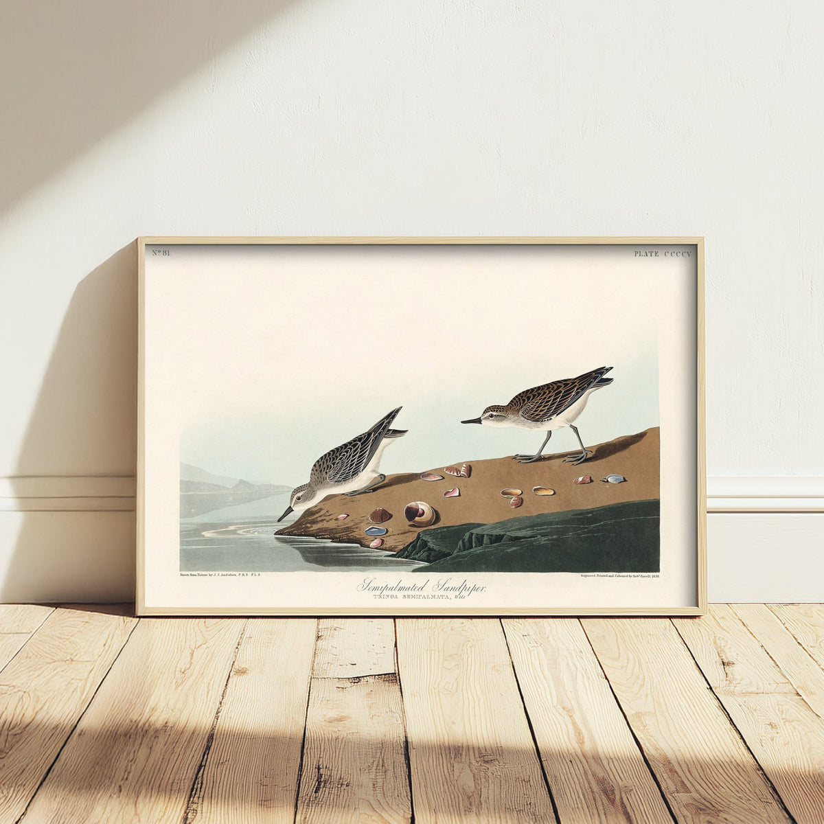 Semipalmated Sandpiper - John James Audubon Birds of America - Vintage Ornithology Art Print Poster Illustration