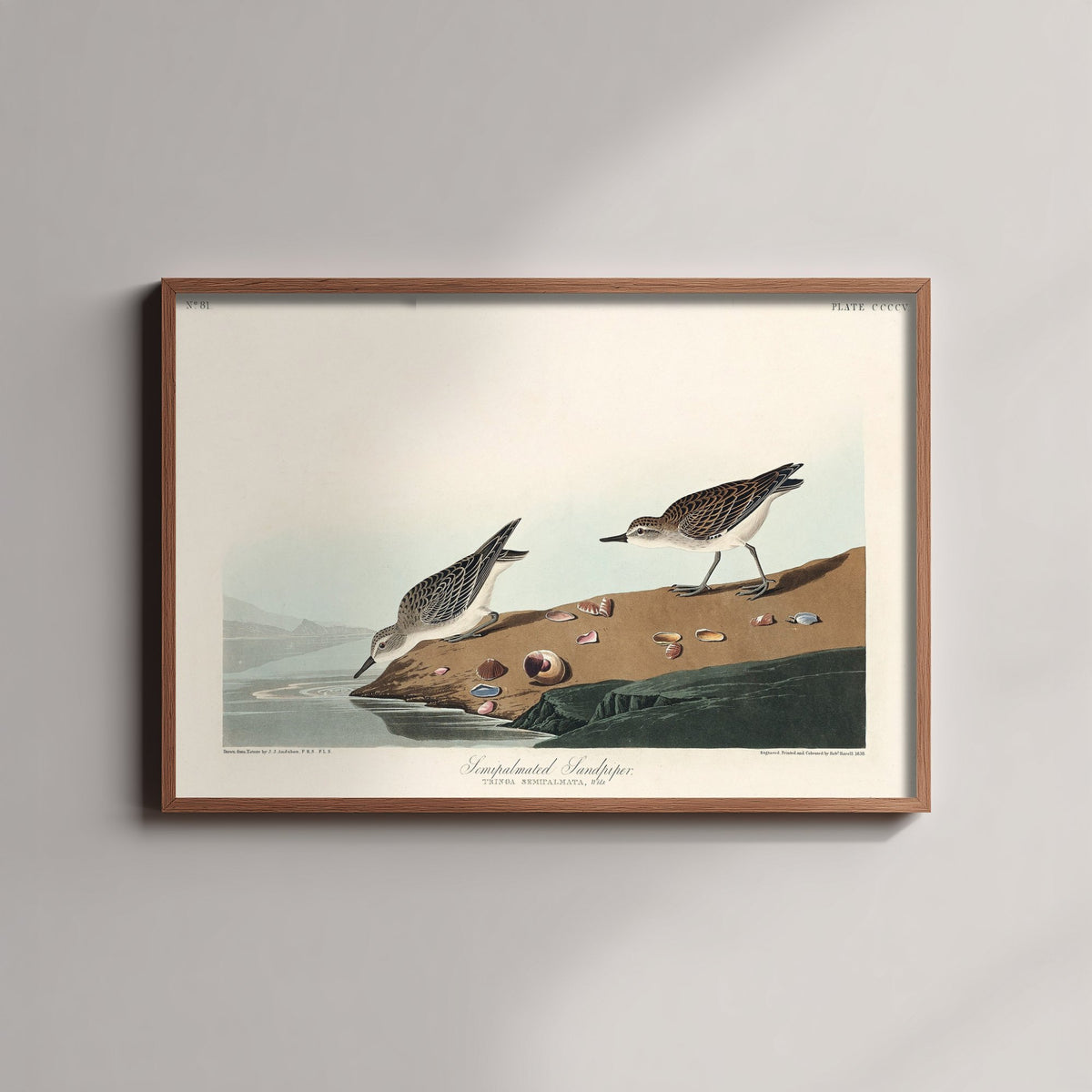 Semipalmated Sandpiper - John James Audubon Birds of America - Vintage Ornithology Art Print Poster Illustration