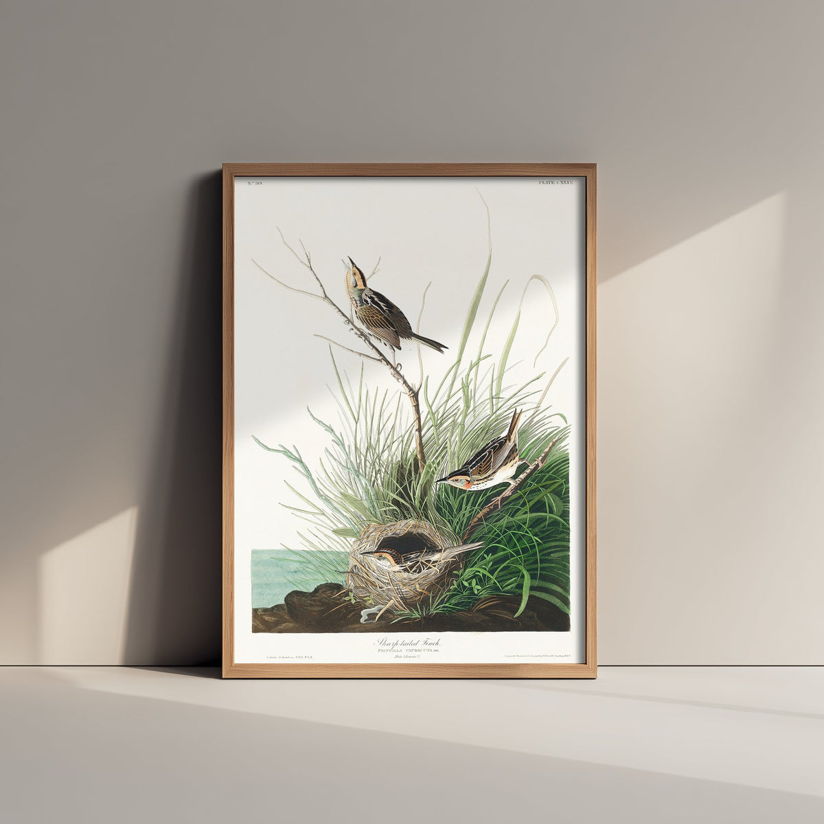 Saltmarsh Sparrow - Sharp-tailed Finch - John James Audubon Birds of America - Vintage Art Print Poster Illustration