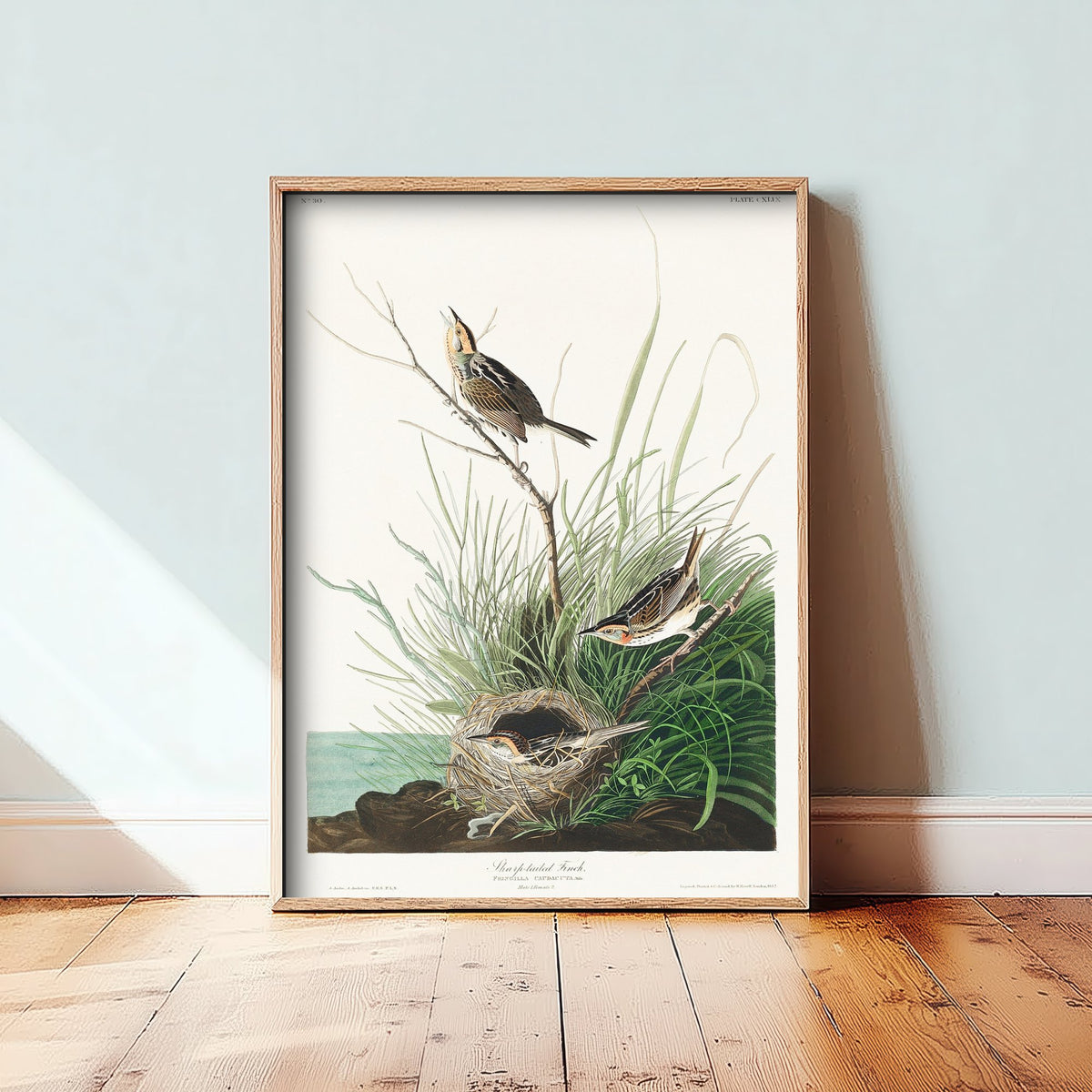 Saltmarsh Sparrow - Sharp-tailed Finch - John James Audubon Birds of America - Vintage Art Print Poster Illustration