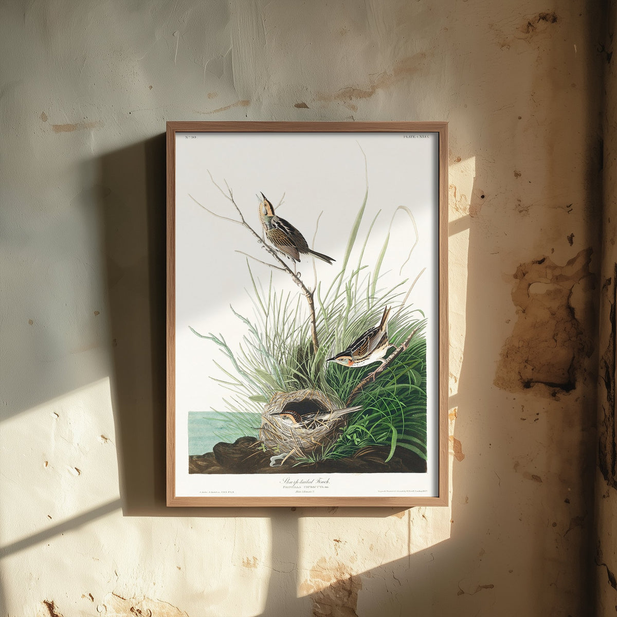 Saltmarsh Sparrow - Sharp-tailed Finch - John James Audubon Birds of America - Vintage Art Print Poster Illustration