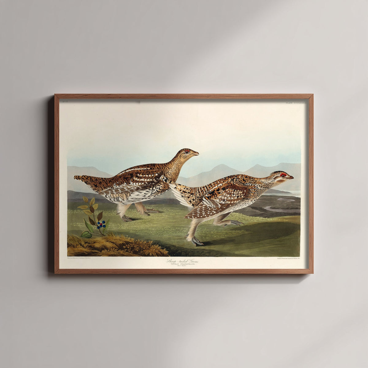 Sharp-tailed Grouse - John James Audubon Birds of America - Vintage Ornithology Art Print Poster Illustration