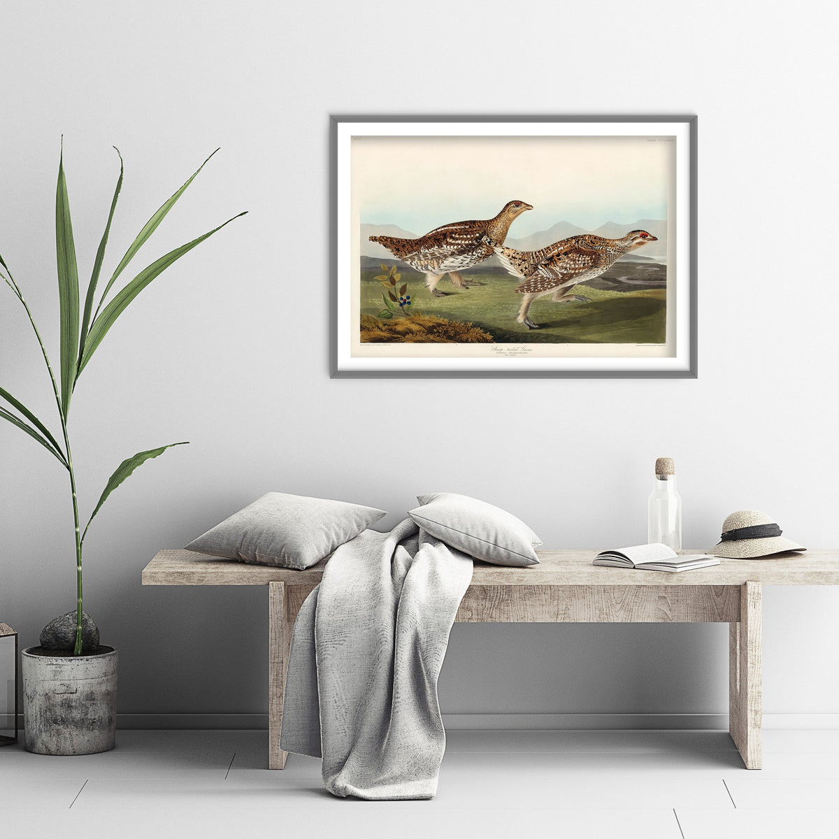 Sharp-tailed Grouse - John James Audubon Birds of America - Vintage Ornithology Art Print Poster Illustration