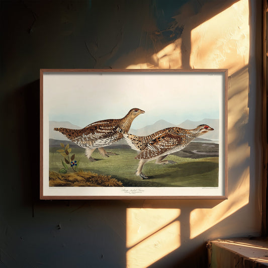 Sharp-tailed Grouse - John James Audubon Birds of America - Vintage Ornithology Art Print Poster Illustration