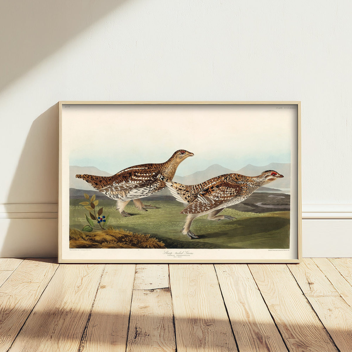Sharp-tailed Grouse - John James Audubon Birds of America - Vintage Ornithology Art Print Poster Illustration