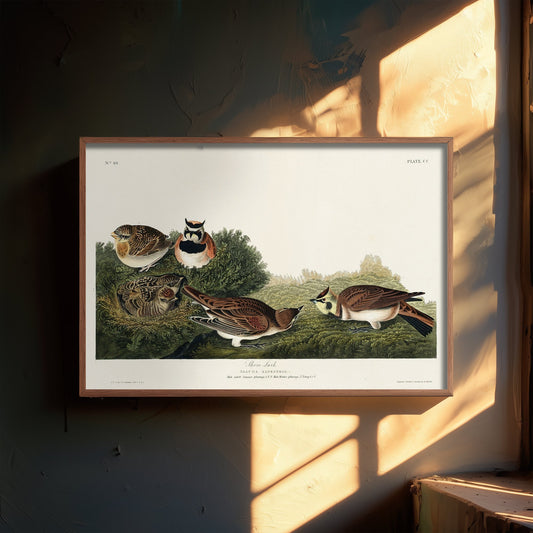 Horned Lark - Shore Lark - John James Audubon Birds of America - Vintage Ornithology Art Print Poster Illustration