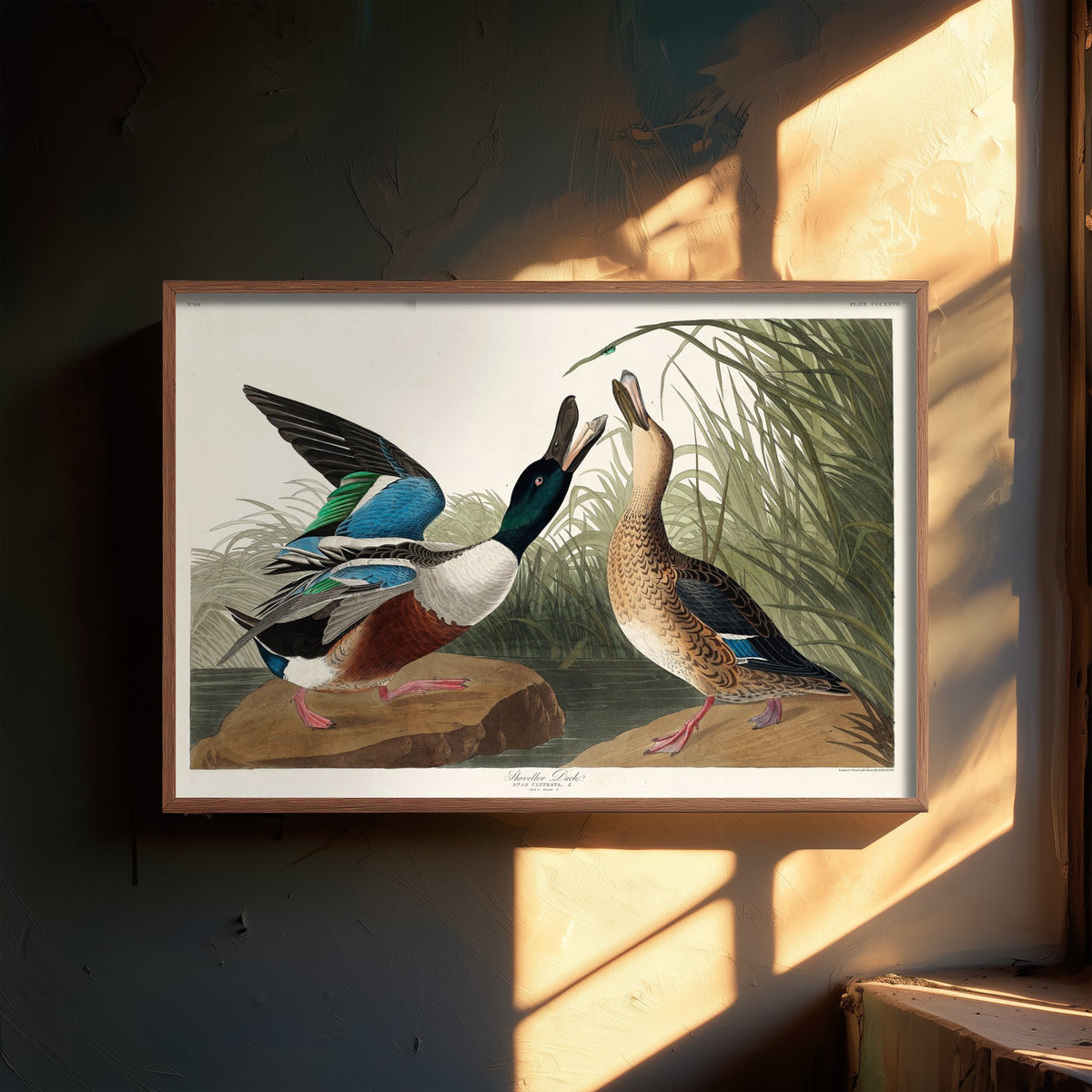 Northern Shoveler - Shoveller Duck - John James Audubon Birds of America - Vintage Art Print Poster Illustration