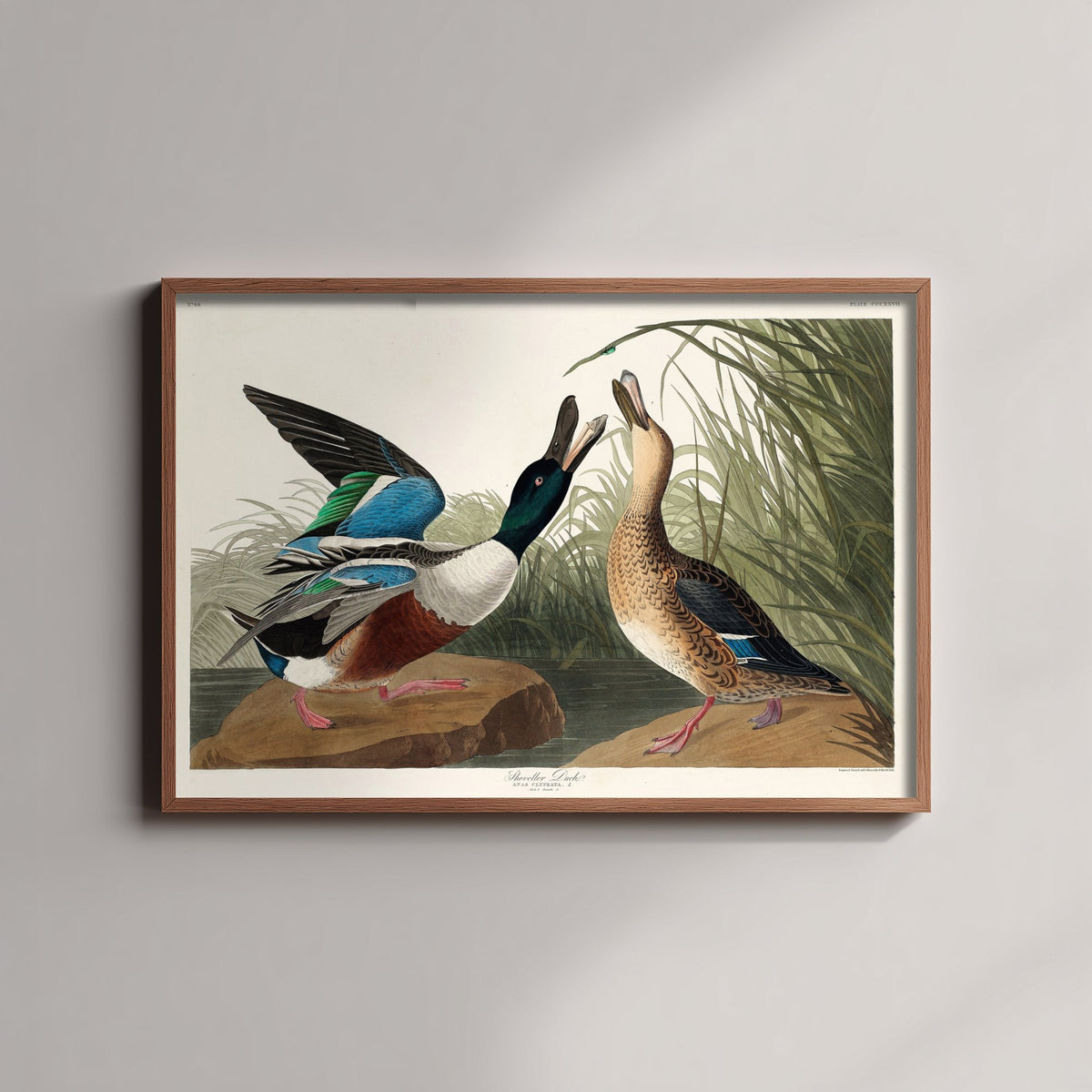 Northern Shoveler - Shoveller Duck - John James Audubon Birds of America - Vintage Art Print Poster Illustration
