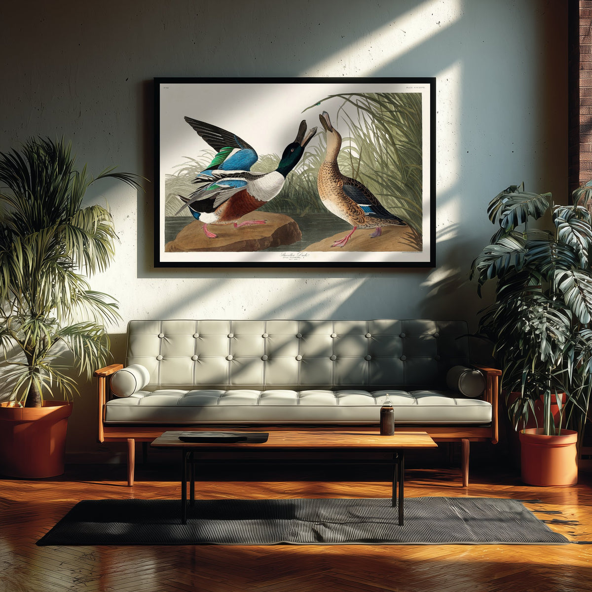 Northern Shoveler - Shoveller Duck - John James Audubon Birds of America - Vintage Art Print Poster Illustration