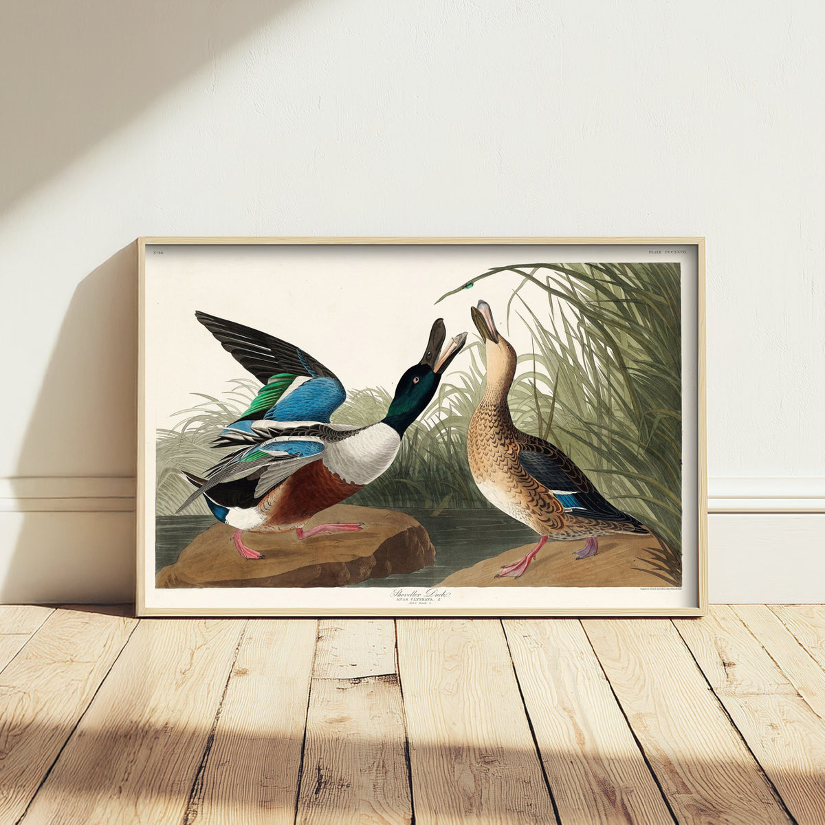 Northern Shoveler - Shoveller Duck - John James Audubon Birds of America - Vintage Art Print Poster Illustration