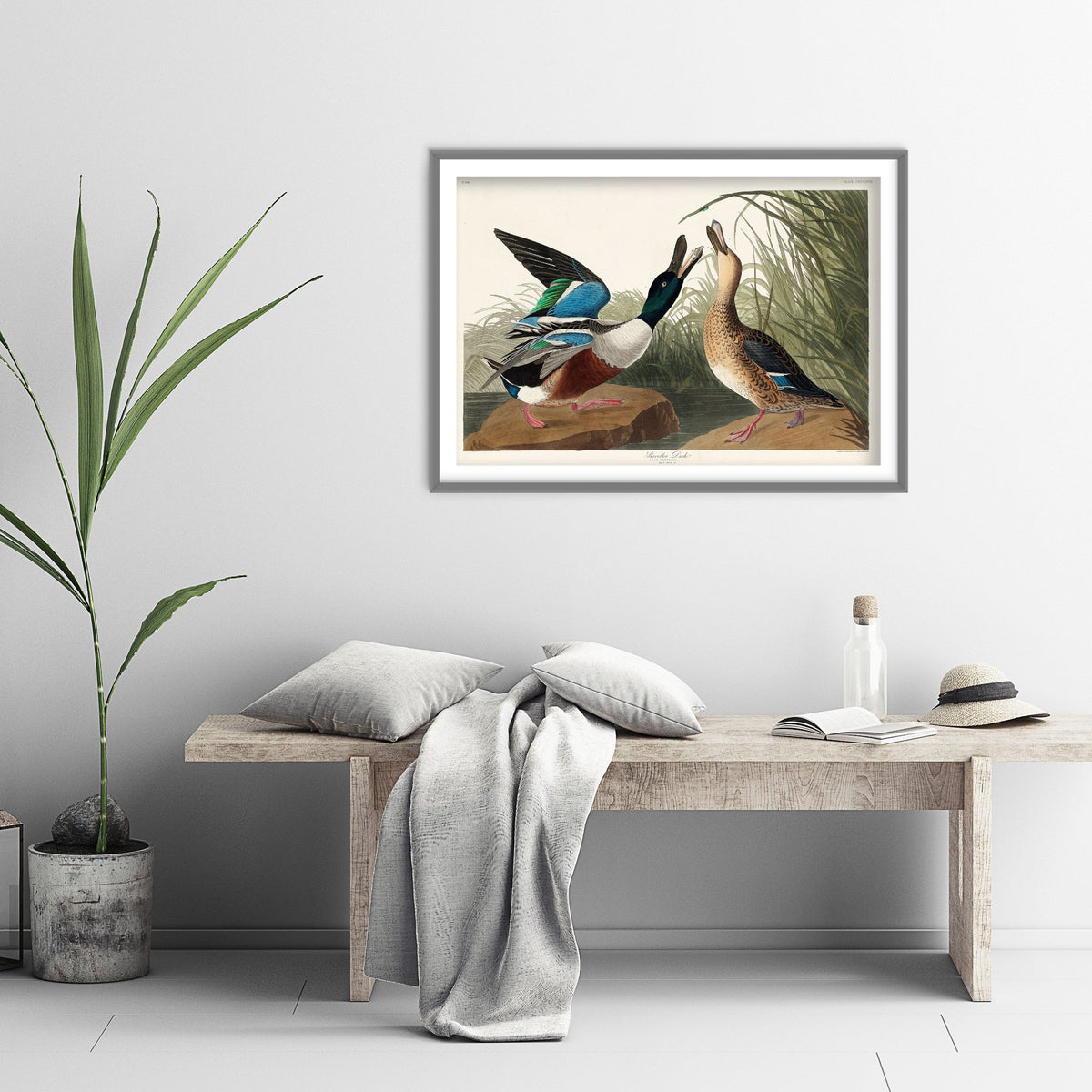 Northern Shoveler - Shoveller Duck - John James Audubon Birds of America - Vintage Art Print Poster Illustration