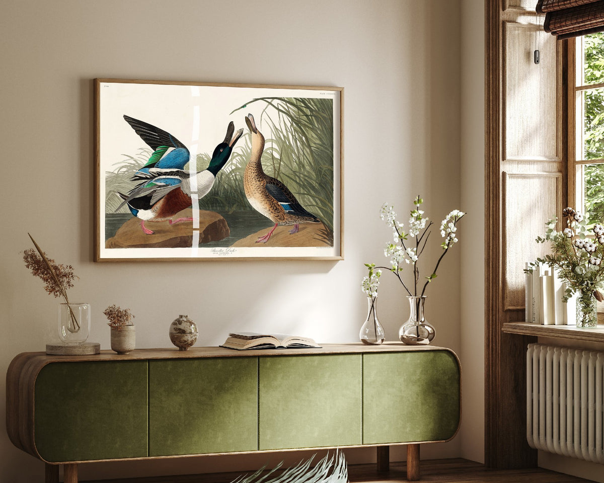 Northern Shoveler - Shoveller Duck - John James Audubon Birds of America - Vintage Art Print Poster Illustration