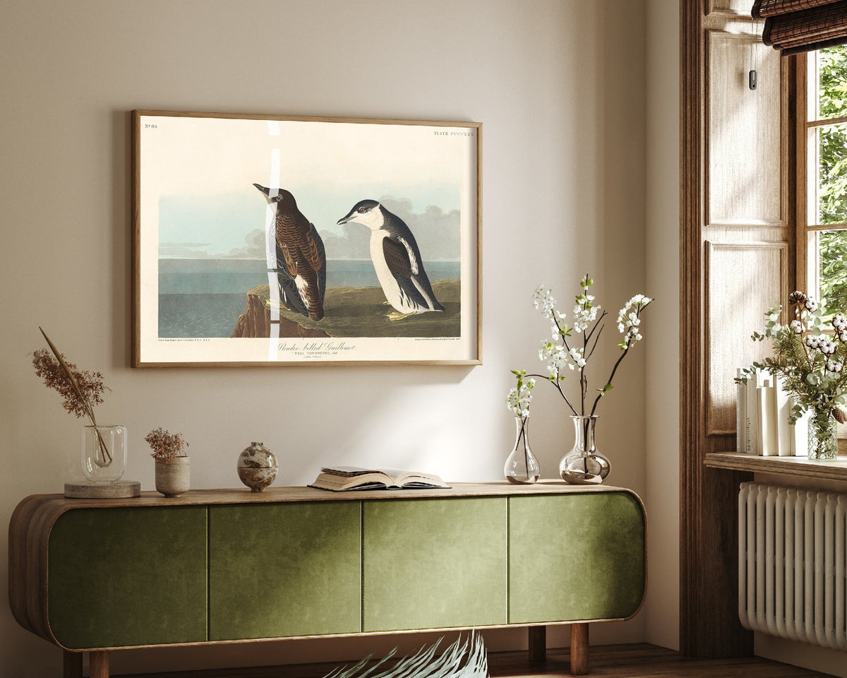 Common Murre - Slender-billed Guillemot - John James Audubon Birds of America - Vintage Art Print Poster Illustration