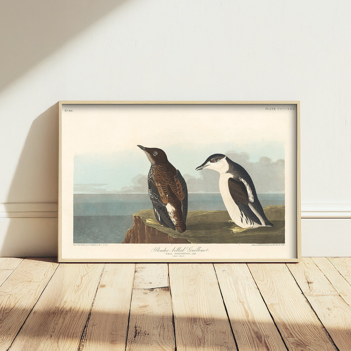 Common Murre - Slender-billed Guillemot - John James Audubon Birds of America - Vintage Art Print Poster Illustration