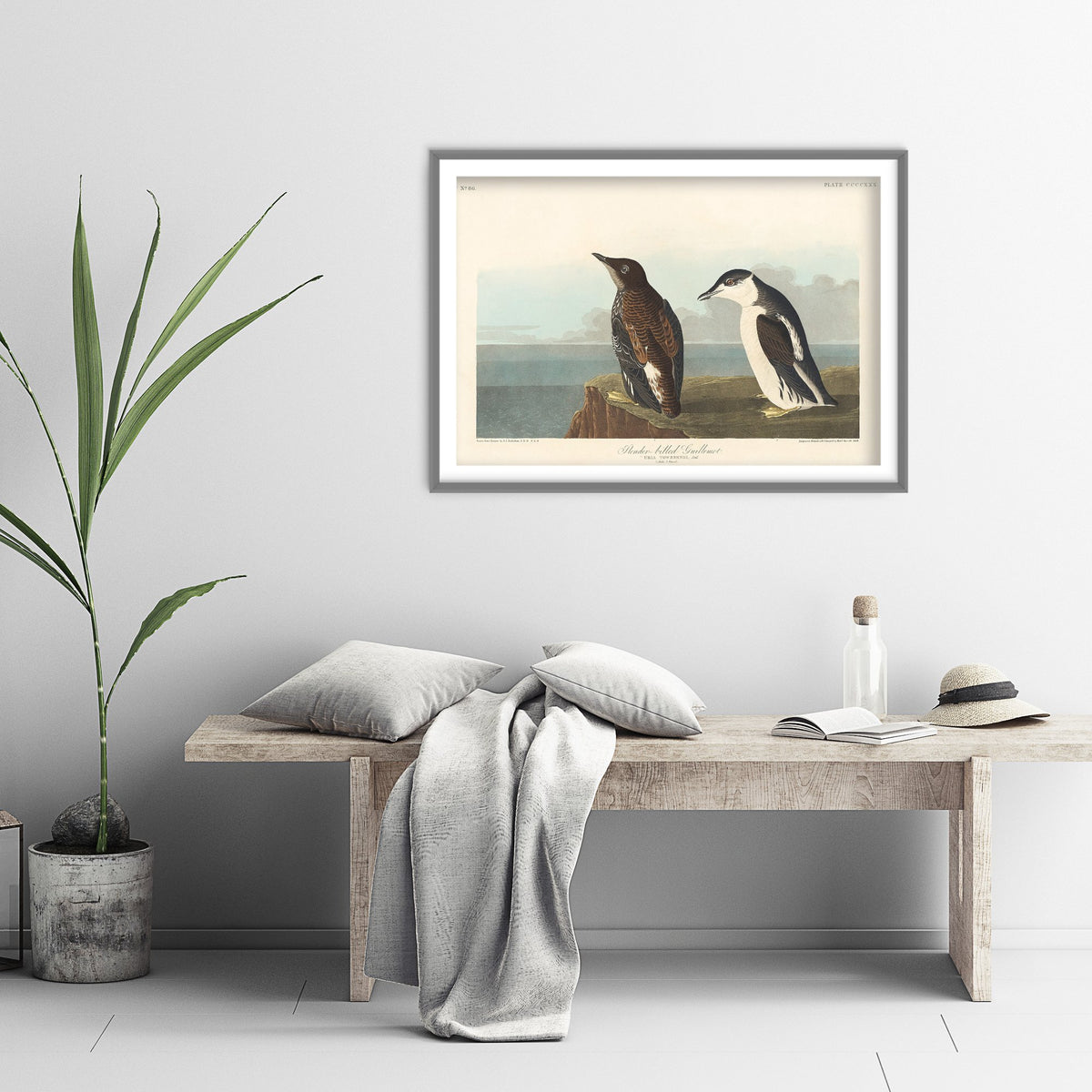 Common Murre - Slender-billed Guillemot - John James Audubon Birds of America - Vintage Art Print Poster Illustration