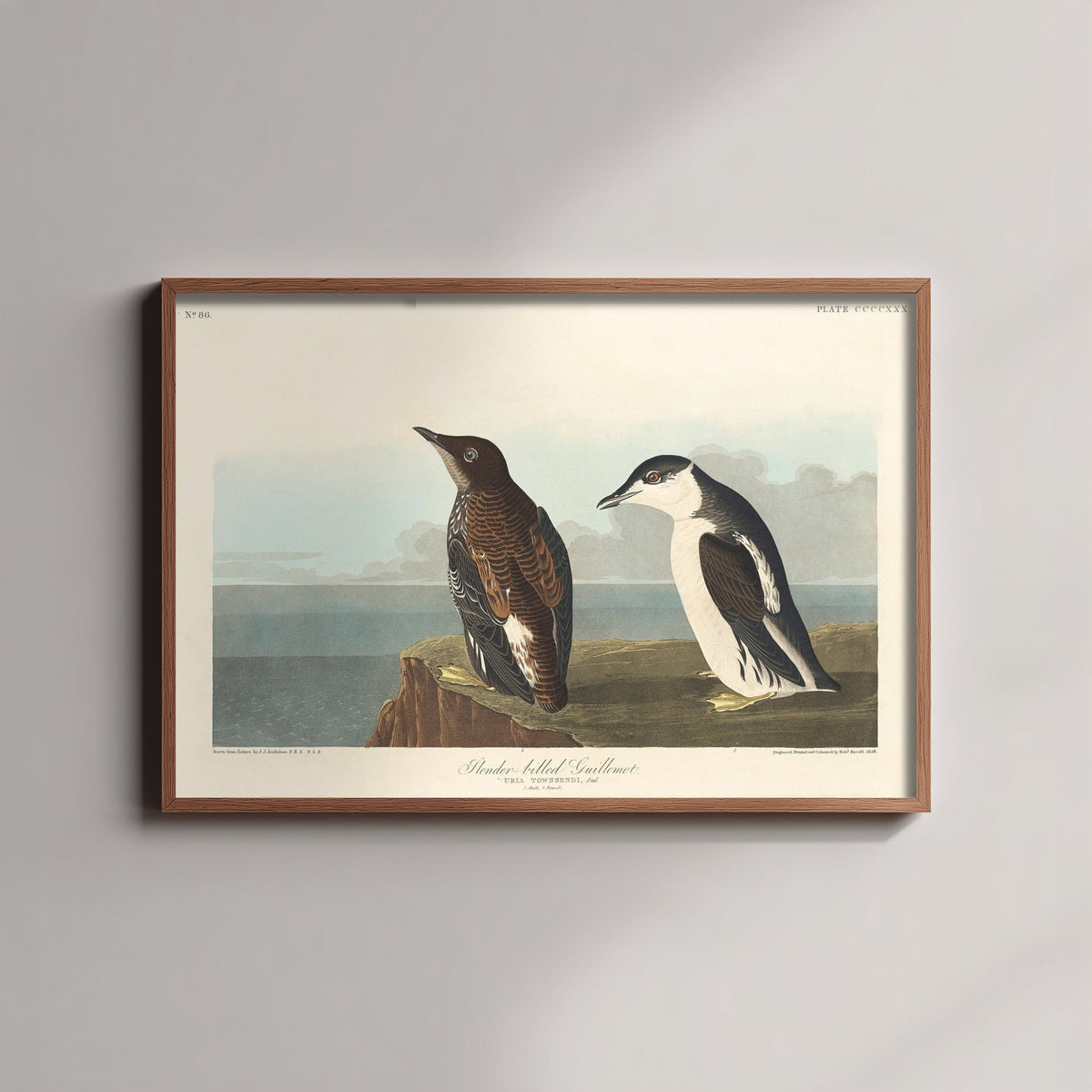 Common Murre - Slender-billed Guillemot - John James Audubon Birds of America - Vintage Art Print Poster Illustration