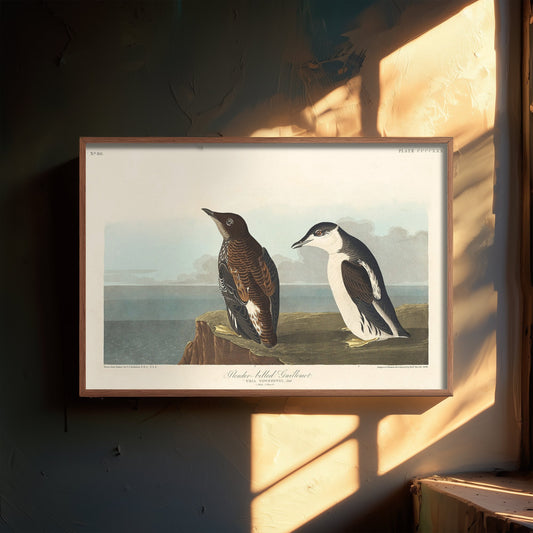 Common Murre - Slender-billed Guillemot - John James Audubon Birds of America - Vintage Art Print Poster Illustration