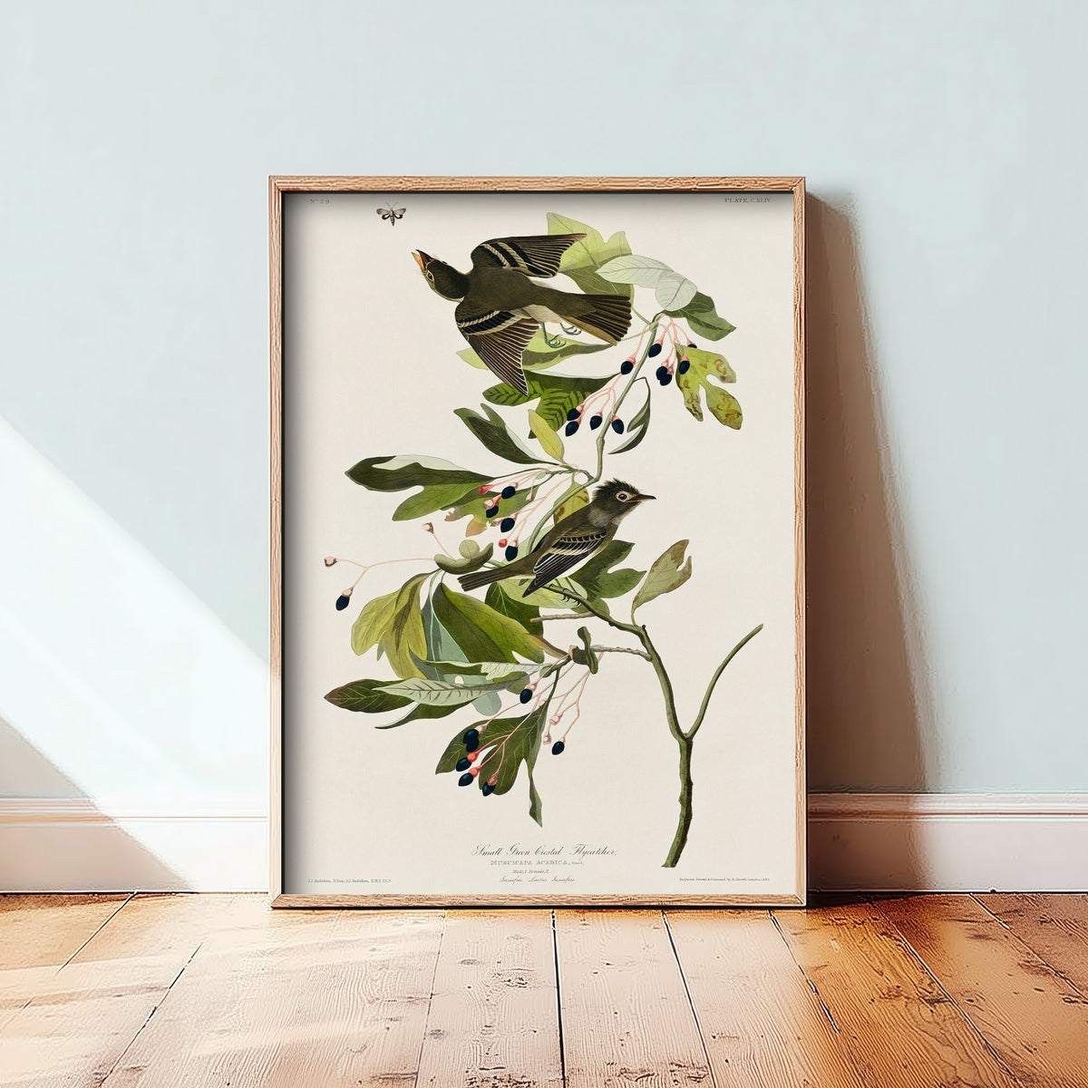 Acadian Flycatcher - John James Audubon Birds of America - Vintage Ornithology Art Print Poster Illustration