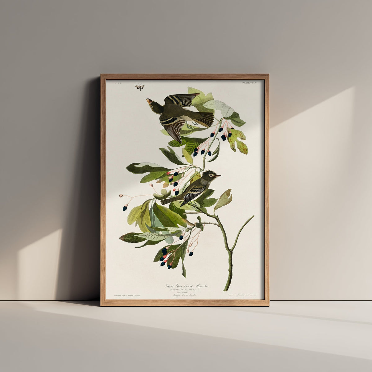 Acadian Flycatcher - John James Audubon Birds of America - Vintage Ornithology Art Print Poster Illustration