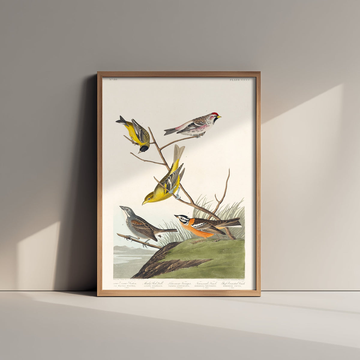 Smith's Longspur Art Print - John James Audubon Birds of America Poster - Vintage Ornithology Illustration
