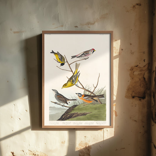 Smith's Longspur Art Print - John James Audubon Birds of America Poster - Vintage Ornithology Illustration