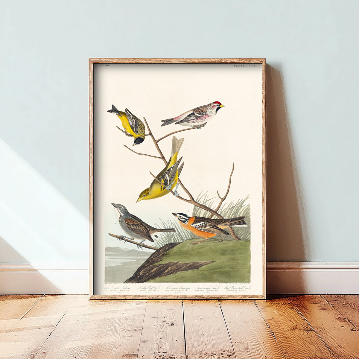 Smith's Longspur Art Print - John James Audubon Birds of America Poster - Vintage Ornithology Illustration