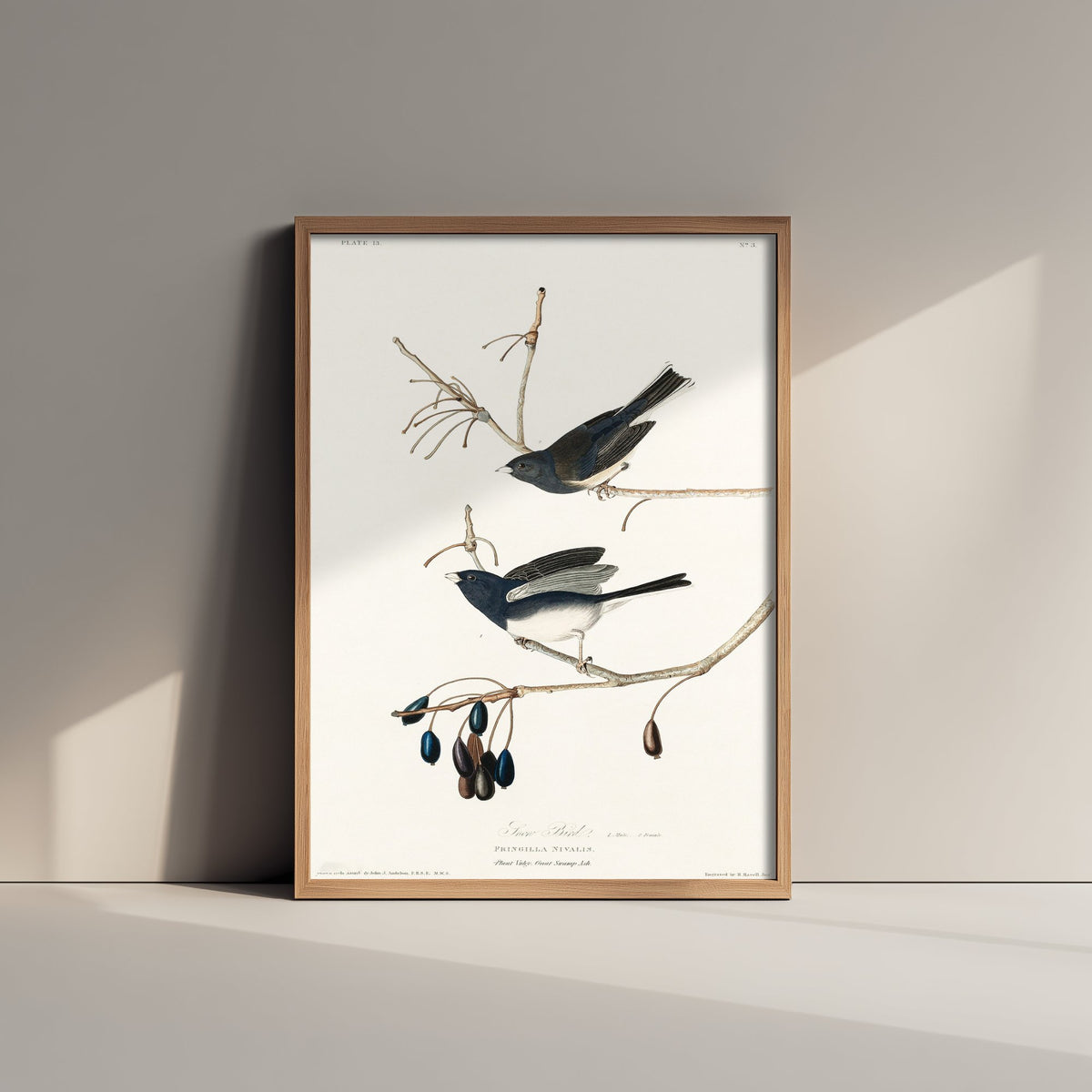 Dark-eyed Junco Art Print - John James Audubon Birds of America Poster - Snow Bird Vintage Illustration