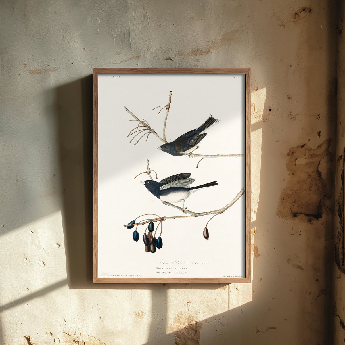 Dark-eyed Junco Art Print - John James Audubon Birds of America Poster - Snow Bird Vintage Illustration