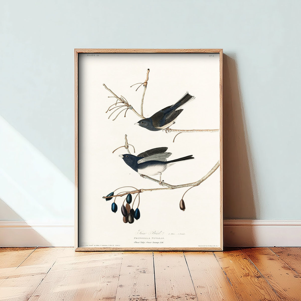 Dark-eyed Junco Art Print - John James Audubon Birds of America Poster - Snow Bird Vintage Illustration