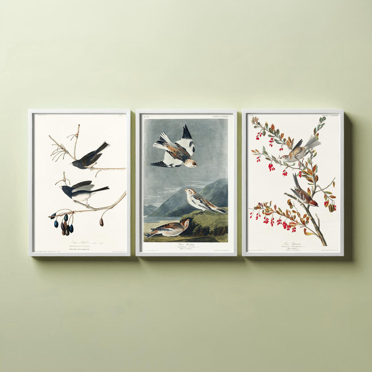 Set of Three John James Audubon Prints - Snow Bird Snow Bunting Tree Sparrow - 3 Bird Paintings Poster Wall Art Gift Ornithology