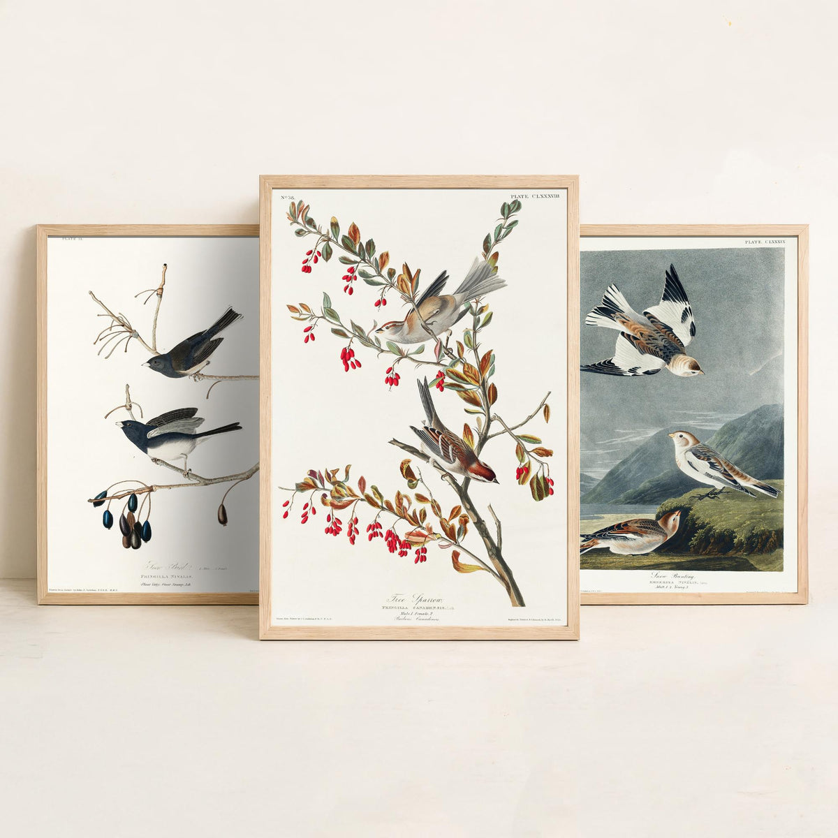Set of Three John James Audubon Prints - Snow Bird Snow Bunting Tree Sparrow - 3 Bird Paintings Poster Wall Art Gift Ornithology