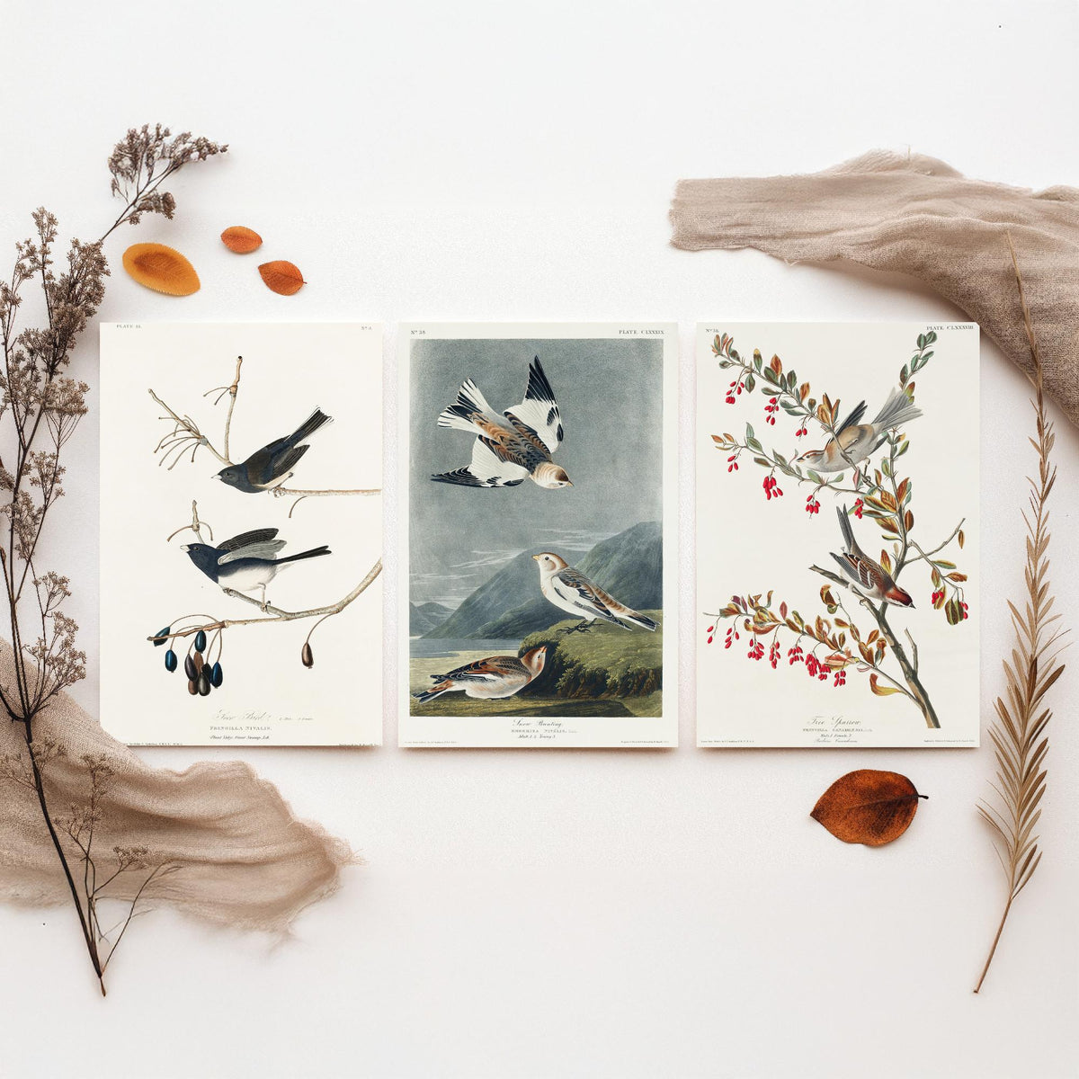 Set of Three John James Audubon Prints - Snow Bird Snow Bunting Tree Sparrow - 3 Bird Paintings Poster Wall Art Gift Ornithology