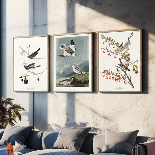 Set of Three John James Audubon Prints - Snow Bird Snow Bunting Tree Sparrow - 3 Bird Paintings Poster Wall Art Gift Ornithology