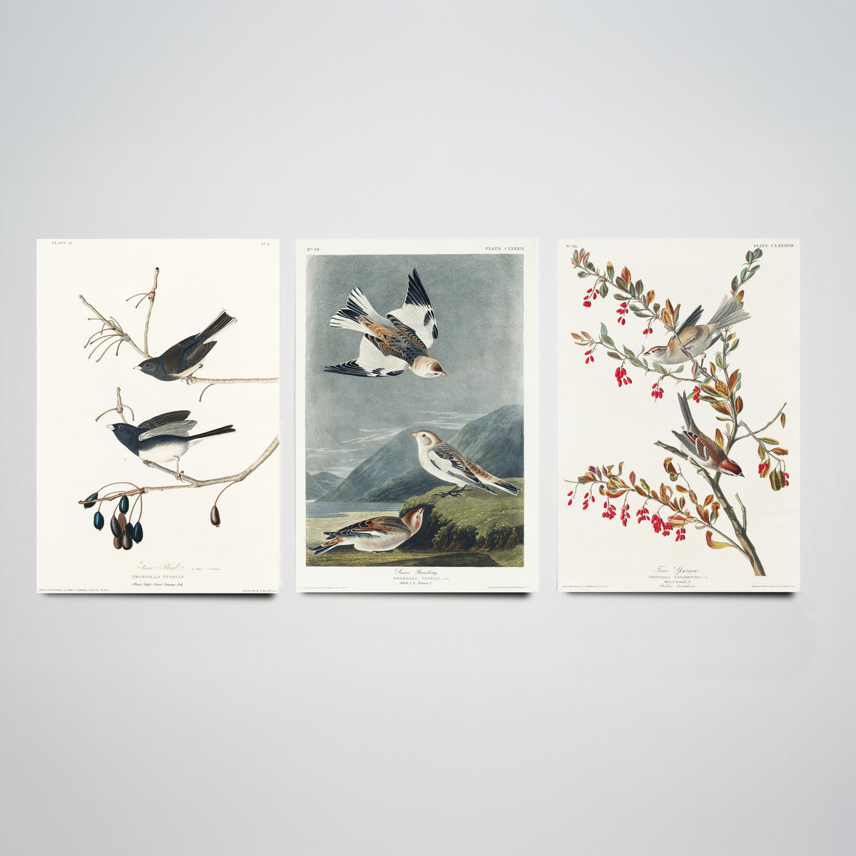 Set of Three John James Audubon Prints - Snow Bird Snow Bunting Tree Sparrow - 3 Bird Paintings Poster Wall Art Gift Ornithology