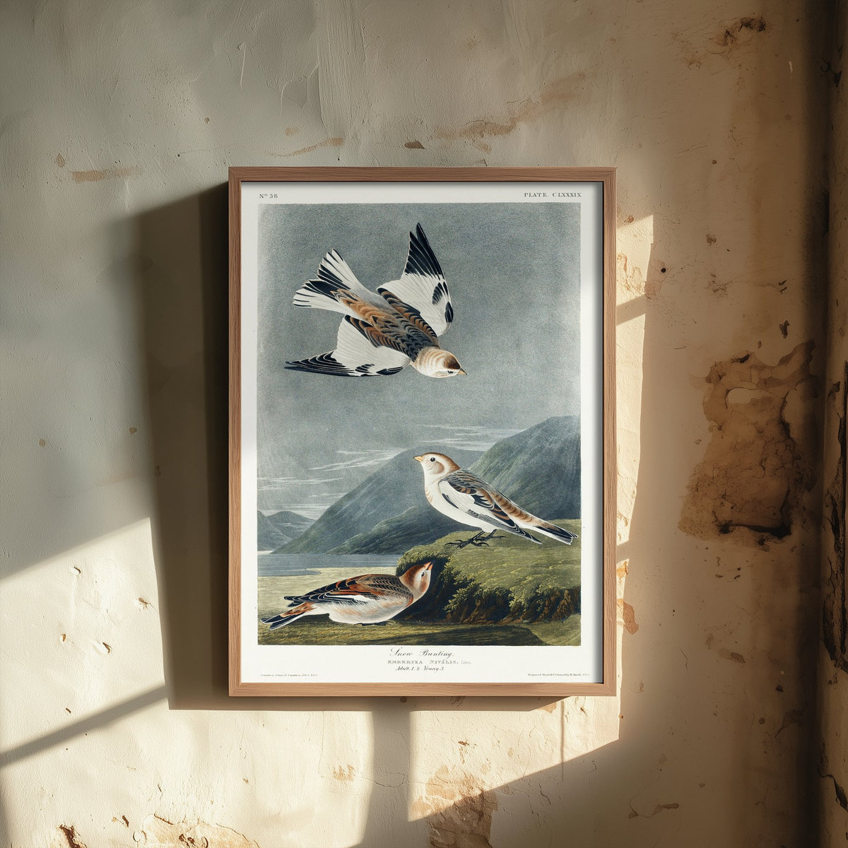 Snow Bunting Art Print - John James Audubon Birds of America Poster - Vintage Ornithology Illustration