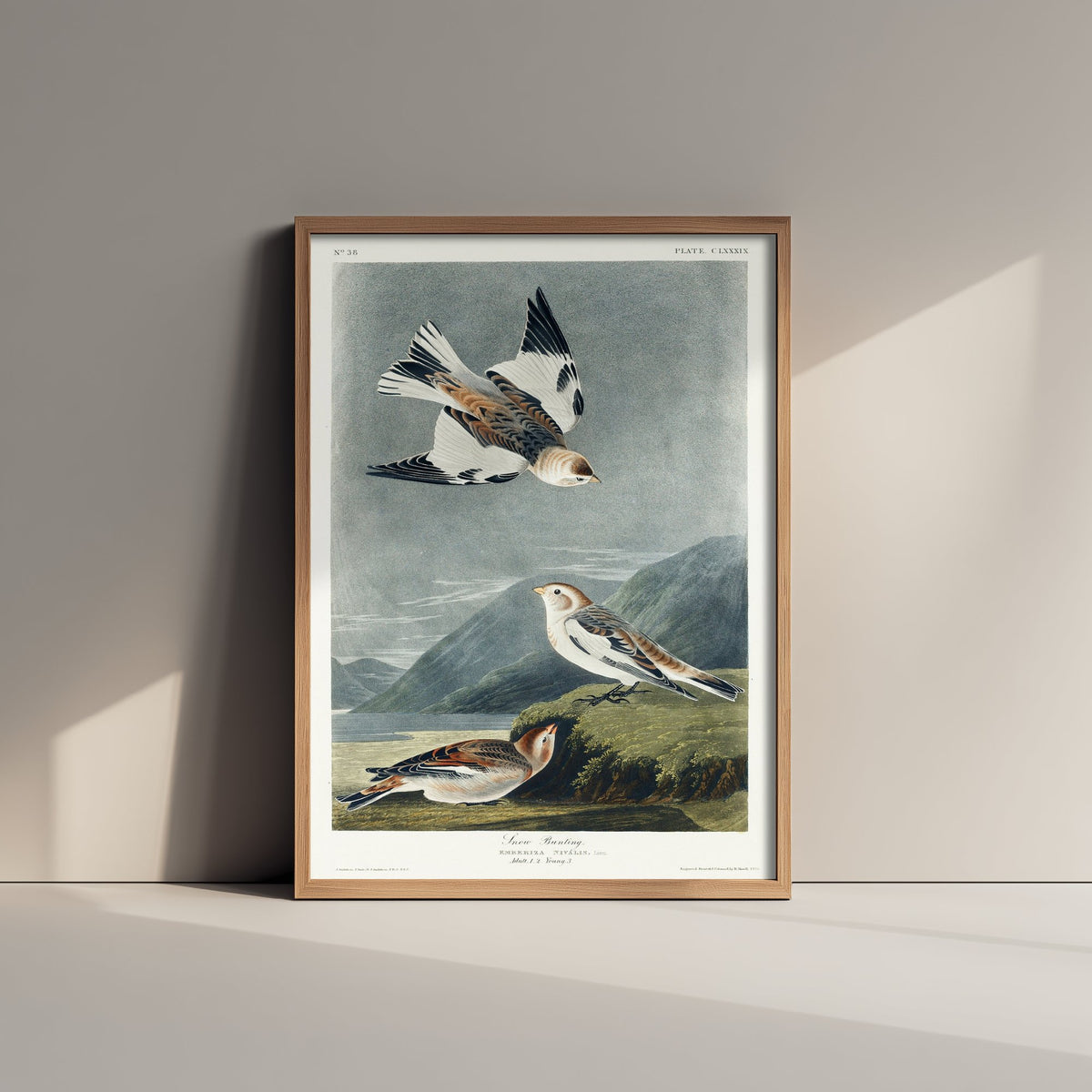 Snow Bunting Art Print - John James Audubon Birds of America Poster - Vintage Ornithology Illustration