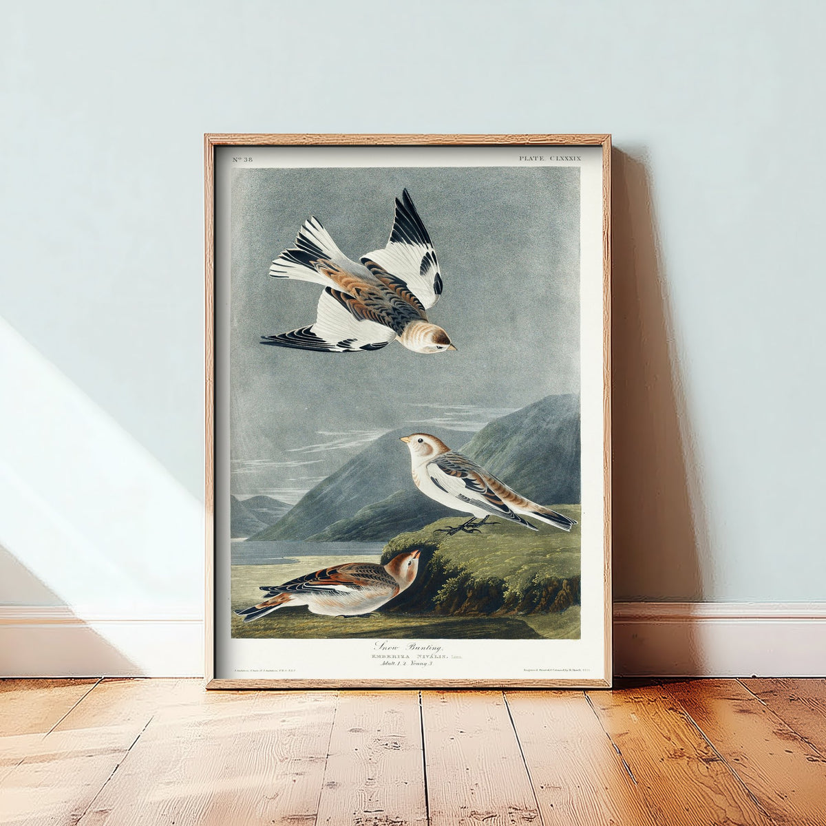 Snow Bunting Art Print - John James Audubon Birds of America Poster - Vintage Ornithology Illustration