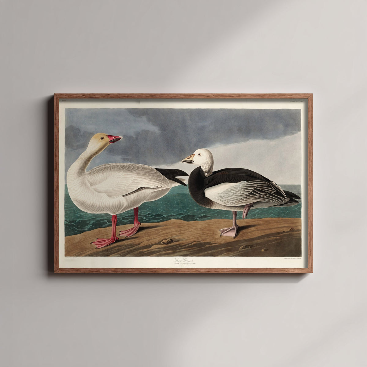 Snow Goose Art Print - John James Audubon Birds of America Poster - Vintage Ornithology Illustration