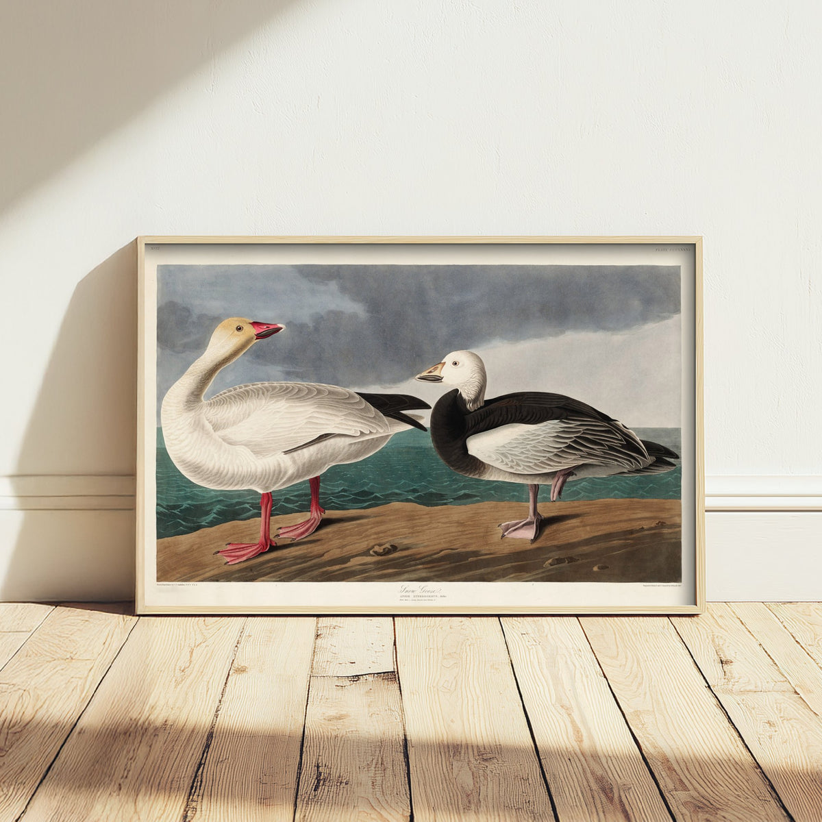Snow Goose Art Print - John James Audubon Birds of America Poster - Vintage Ornithology Illustration