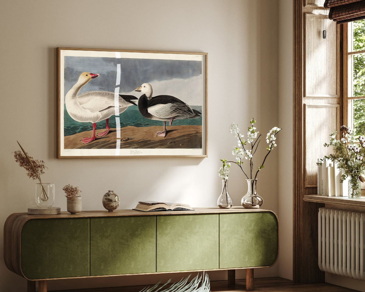 Snow Goose Art Print - John James Audubon Birds of America Poster - Vintage Ornithology Illustration