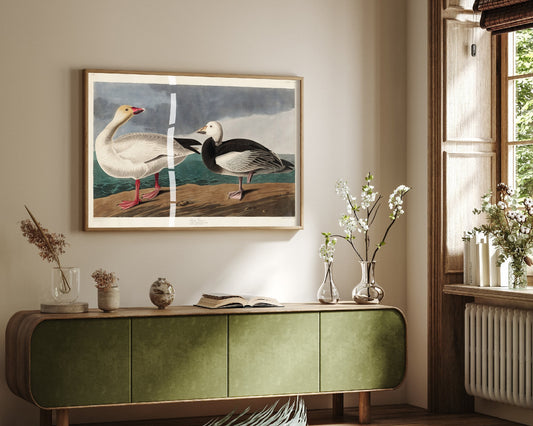 Snow Goose Art Print - John James Audubon Birds of America Poster - Vintage Ornithology Illustration