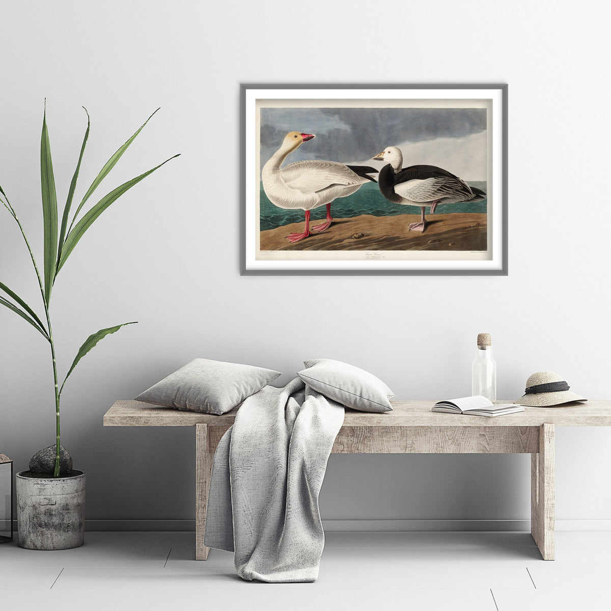Snow Goose Art Print - John James Audubon Birds of America Poster - Vintage Ornithology Illustration