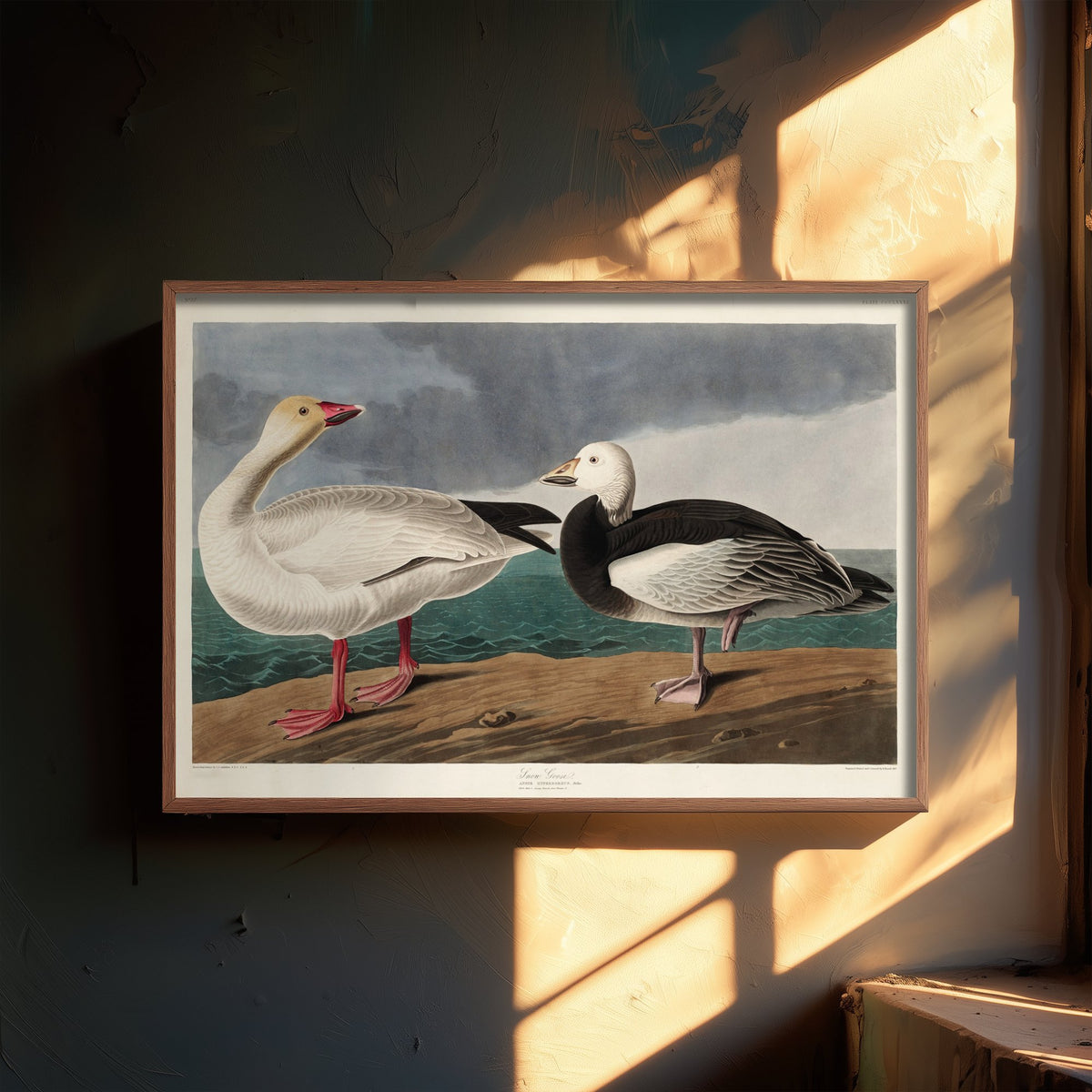 Snow Goose Art Print - John James Audubon Birds of America Poster - Vintage Ornithology Illustration