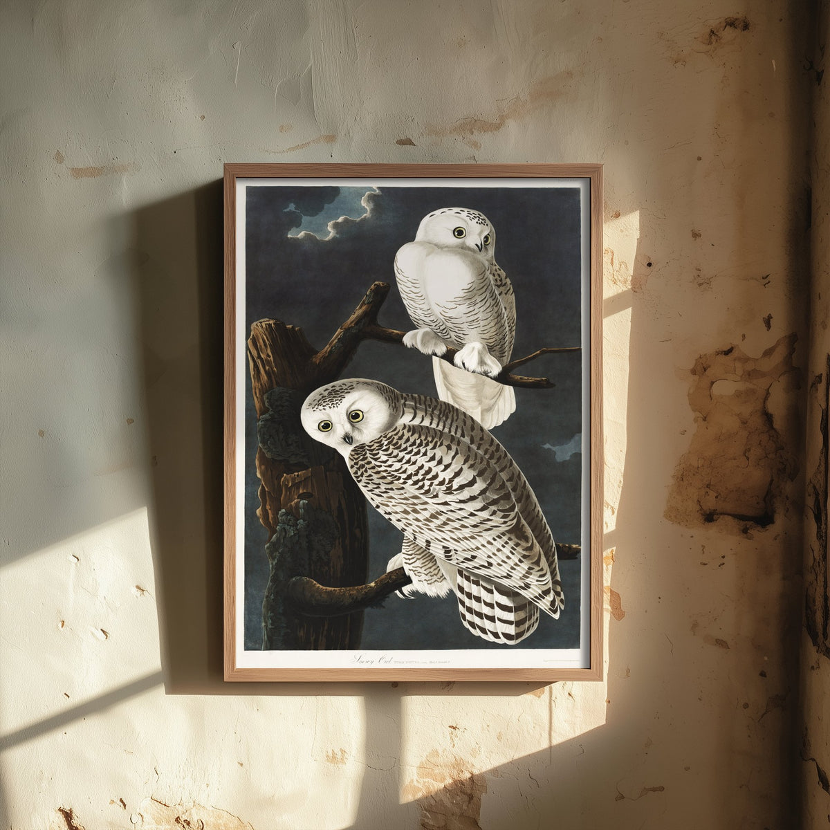 Snowy Owl Art Print - John James Audubon Birds of America Poster - Vintage Ornithology Illustration
