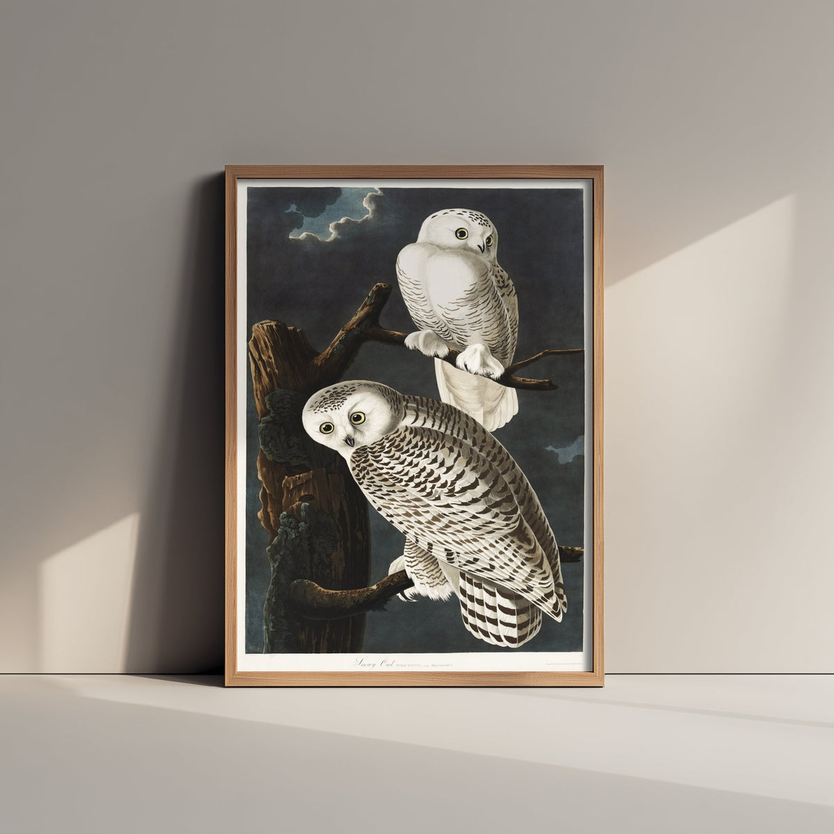Snowy Owl Art Print - John James Audubon Birds of America Poster - Vintage Ornithology Illustration