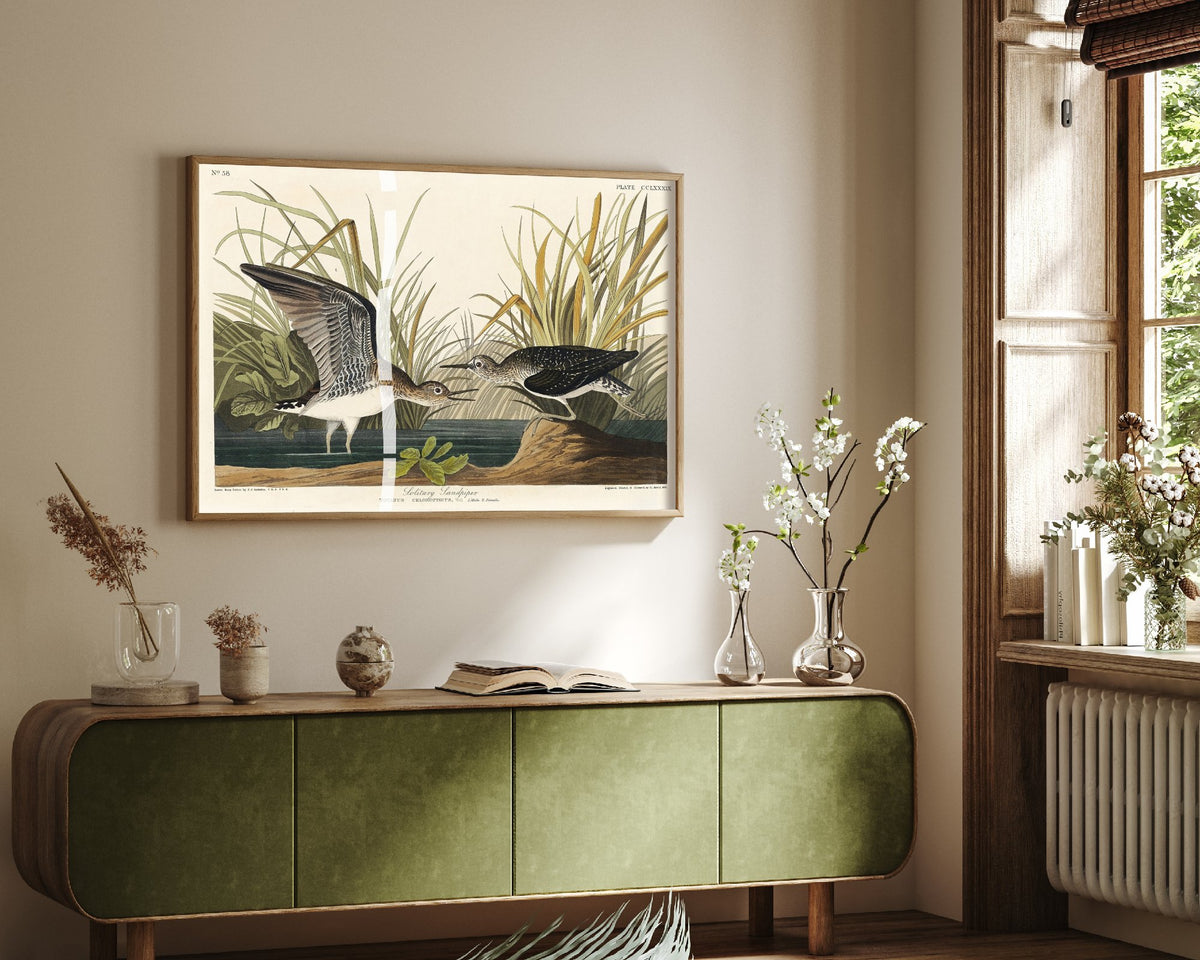 Solitary Sandpiper Art Print - John James Audubon Birds of America Poster - Vintage Bird Illustration