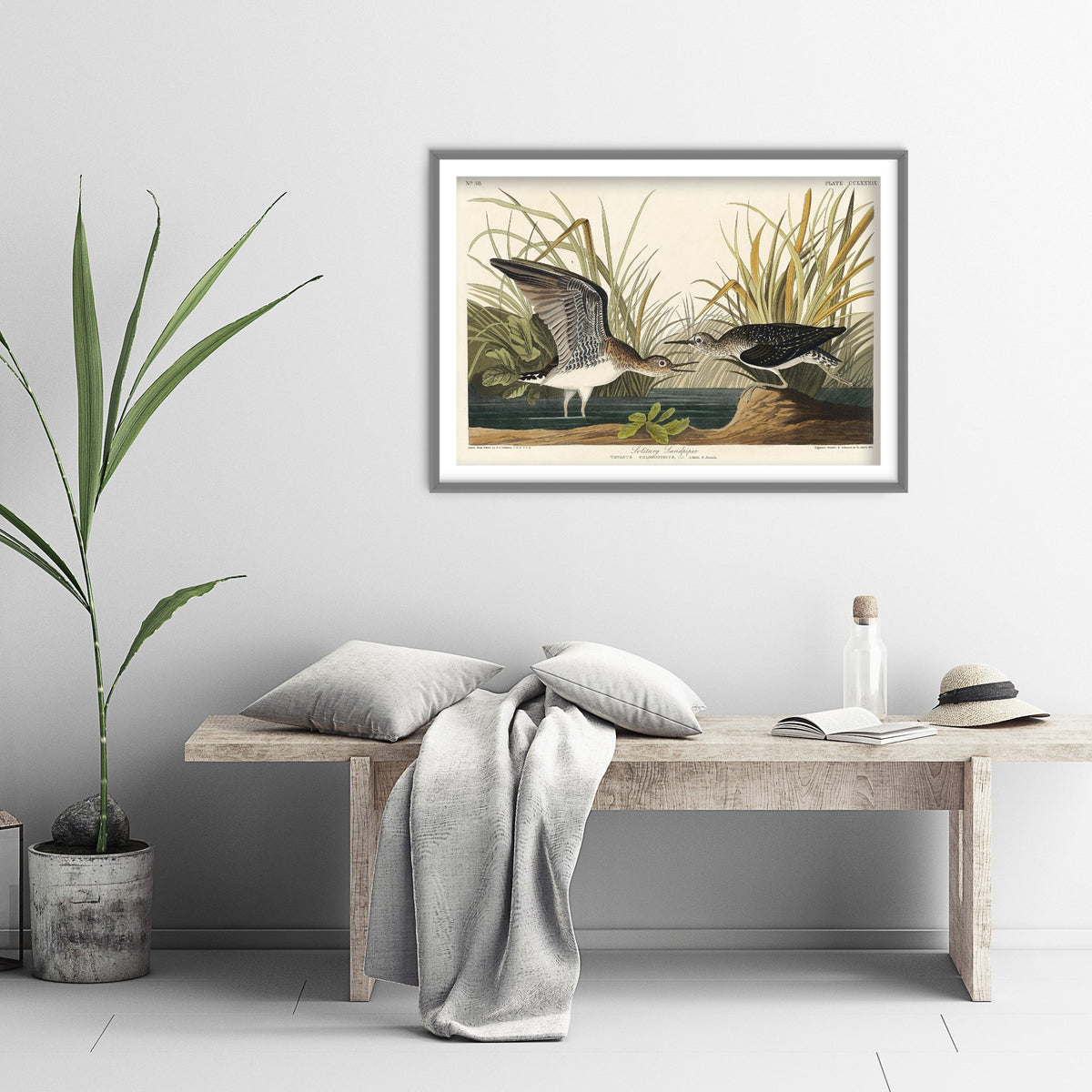 Solitary Sandpiper Art Print - John James Audubon Birds of America Poster - Vintage Bird Illustration