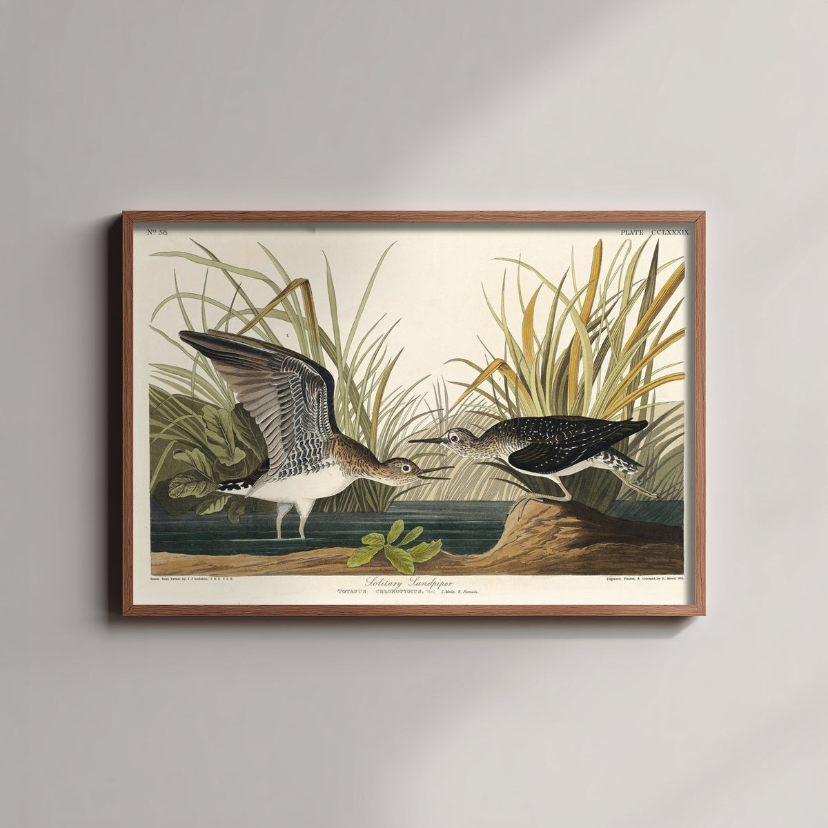 Solitary Sandpiper Art Print - John James Audubon Birds of America Poster - Vintage Bird Illustration