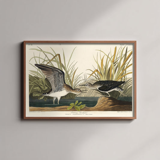 Solitary Sandpiper Art Print - John James Audubon Birds of America Poster - Vintage Bird Illustration