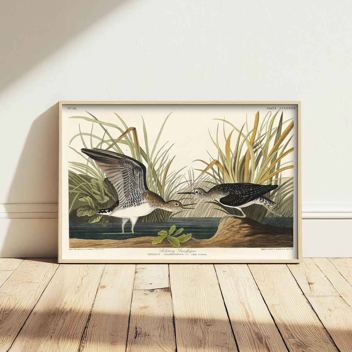 Solitary Sandpiper Art Print - John James Audubon Birds of America Poster - Vintage Bird Illustration